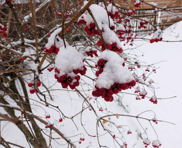 最初の雪で覆われたローワンの赤い束 - 写真・画像