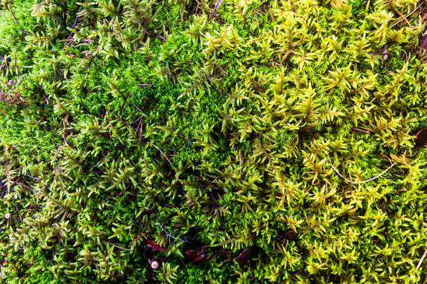 Πράσινο χαλί της βρύα στο ηλιόλουστο δάσος - Φωτογραφία, εικόνα
