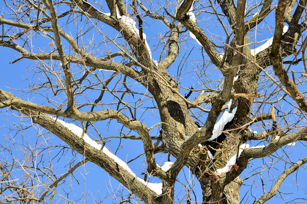 Inverno neve ramos de árvore em um fundo azul céu
 - Foto, Imagem