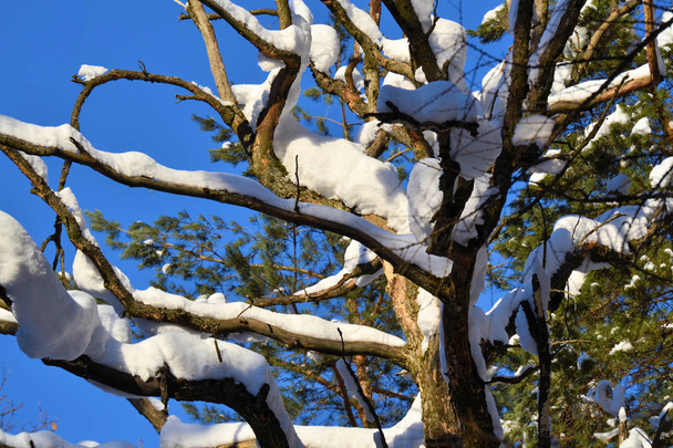 winter sneeuw takken van boom op een blauwe hemelachtergrond - Foto, afbeelding