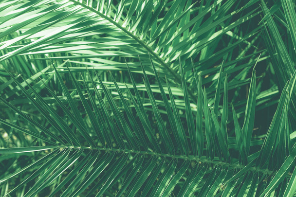 Tropical palm listy, květinové pozadí - Fotografie, Obrázek
