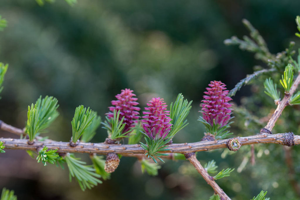 spring larch flowers and nnedles on twig macro - Photo, Image