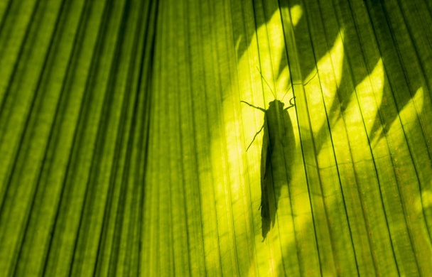 Vorm van de vlinder gezien door grote palmboom blad in fel licht - Foto, afbeelding