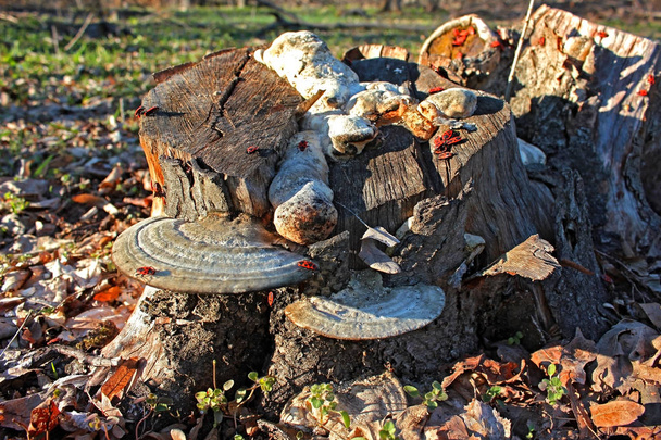 Baumstumpf mit einigen holzigen Pilzen - Foto, Bild