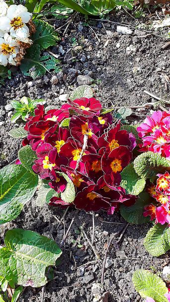 Primulas with deep red petals in a planted bed in a garden in Burnley in the north of England
 - Фото, изображение