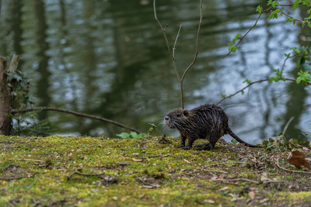 young Coypu or Nutria in the wild - Photo, Image