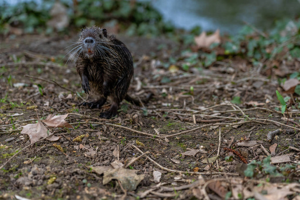 young Coypu or Nutria in the wild - Photo, Image