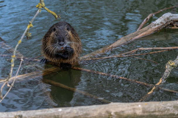 Coypu or Nutria rodent in the wild - Photo, Image