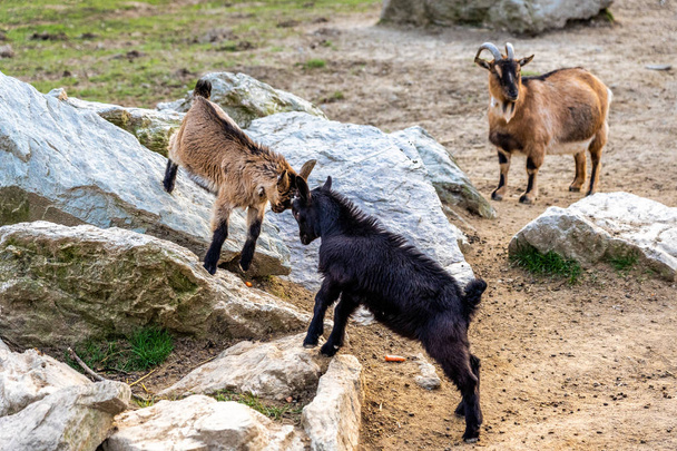 Kozy walczące w zoo w Oplu, K � nigstein im Taunus - Zdjęcie, obraz