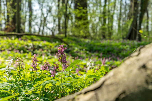 merkkejä kevään corydalis kukkia frankfurt, Saksa
 - Valokuva, kuva