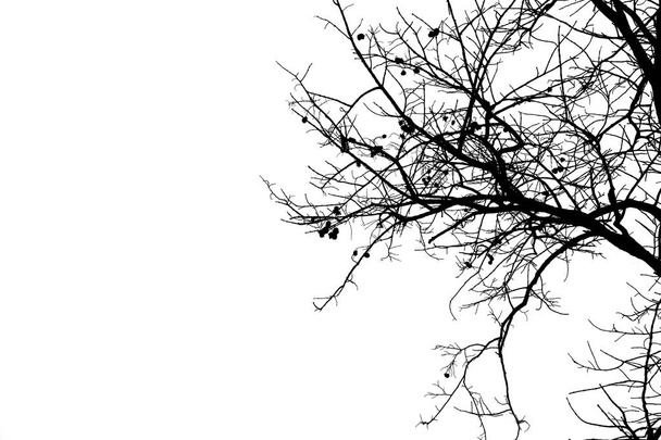 Uschlé větve, silueta uschlého stromu nebo suchý strom na bílém pozadí - Fotografie, Obrázek