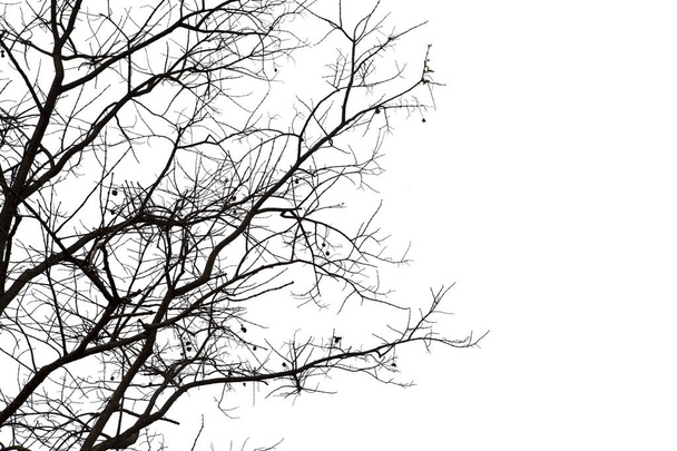 branches mortes, arbre mort Silhouette ou arbre sec sur fond blanc
 - Photo, image