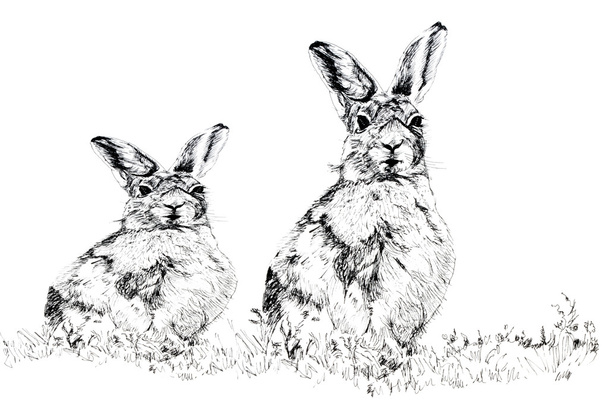 The Hares - Photo, Image