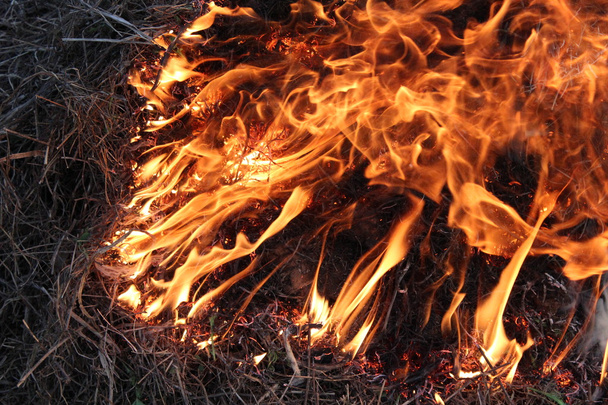 Flamme entzündet sich im Gras - Foto, Bild