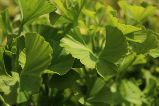 green healthy ginko in the garden - Photo, Image
