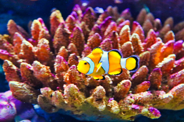 Tento unikátní obraz ukazuje krásnou šaškrybu, která se také nazývá Nemo. Fotka byla převzata v akváriu Sea Life v Bangkoku. - Fotografie, Obrázek