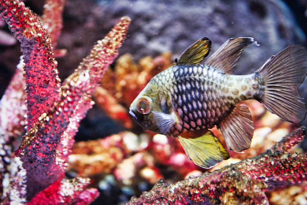 このユニークな写真は、エキゾチックな魚を示しています。この写真はタイのバンコクのシーライフで撮ったものです。 - 写真・画像
