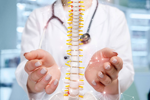 Un medico con un modello di colonna vertebrale artificiale nelle mani
. - Foto, immagini