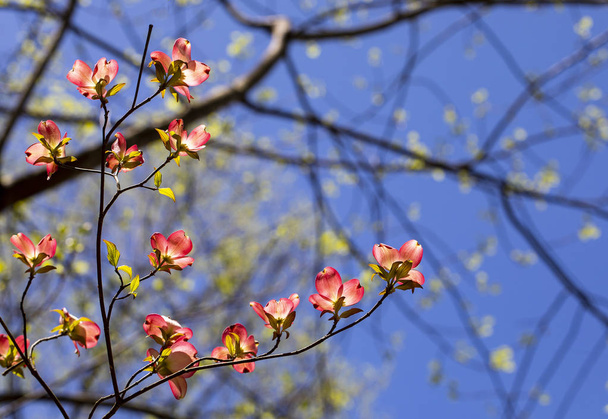 Vaaleanpunainen Dogwood Blooms I
 - Valokuva, kuva