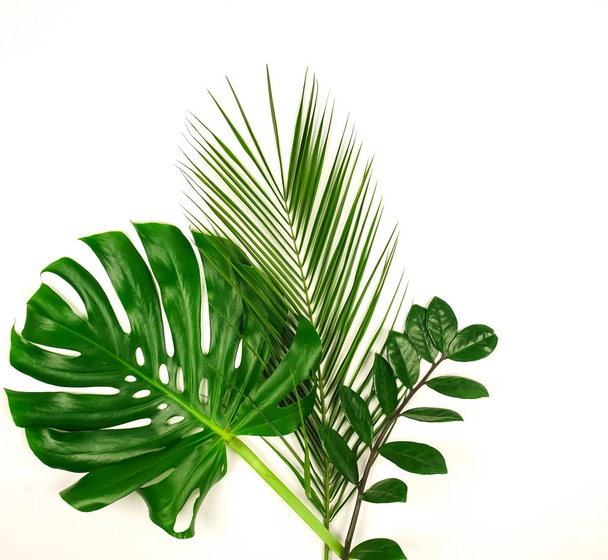 plants with green leaves arranged on white background - Zdjęcie, obraz