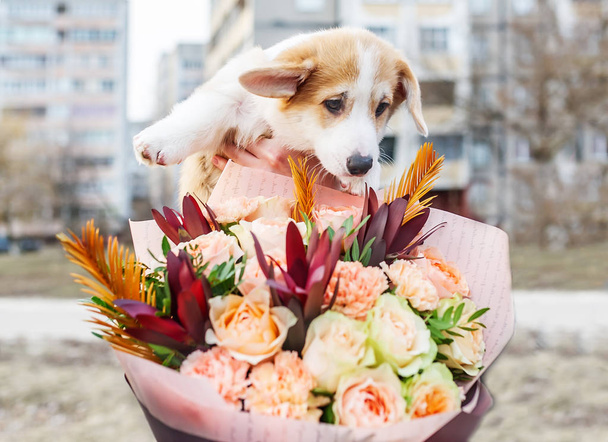 A small puppy with bouquet of flowers outdoors. - Photo, Image