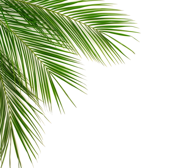 açık arka plan üzerinde düzenlenmiş yeşil palmiye yaprakları - Fotoğraf, Görsel
