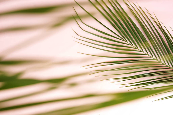green palm leaves arranged on light background - Foto, Imagem