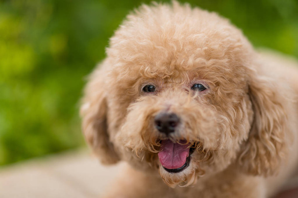 Lovely dog poodle close-up - Foto, Imagen
