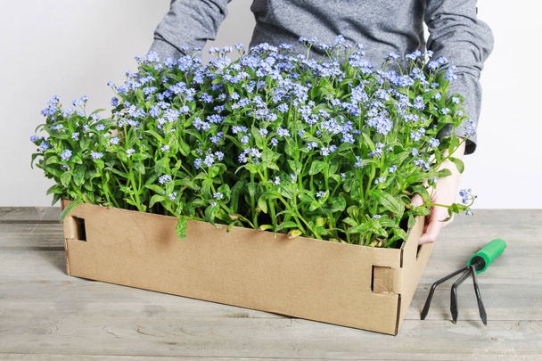 Woman holding big box with potted forget me not flowers - Foto, Imagen