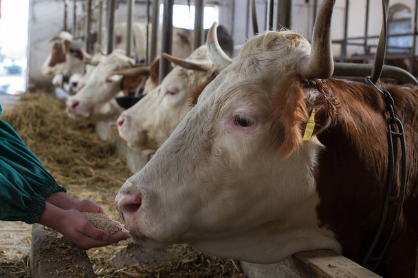牛に顆粒を与える農家 - 写真・画像