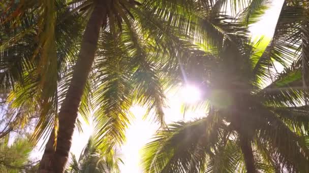Φύλλα φοινίκων με ηλιοφώση στο παρασκήνιο - Πλάνα, βίντεο