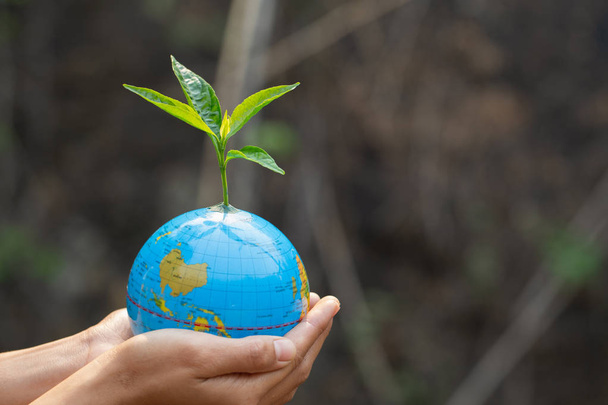 Trees that grow on the globe are in human hands. Planting trees  - Photo, Image