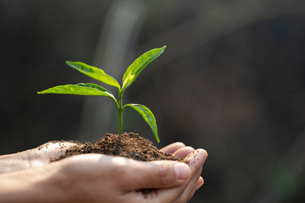 Small seedlings that grow in human hands, plant trees to reduce  - Photo, Image