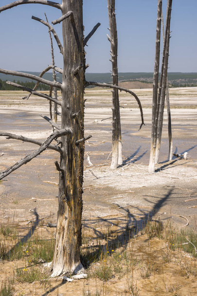 Fontána s barvou stezka mezi gayem, vařící se hliněnými jezírky a spálených stromů ve Wyomingu v národním parku Yellowstone - Fotografie, Obrázek