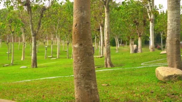 Όμορφα ψηλά δέντρα στο πάρκο της πόλης στο νησί Χαϊνάν. - Πλάνα, βίντεο