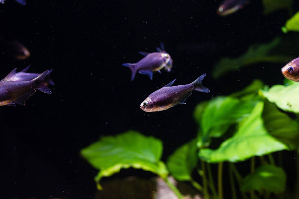 Czarny cesarz Tetra Fish (Nematobrycon Palmeri var. czarny) - Zdjęcie, obraz