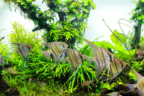 Schooling des poissons-anges d'eau douce dans un réservoir planté
 - Photo, image