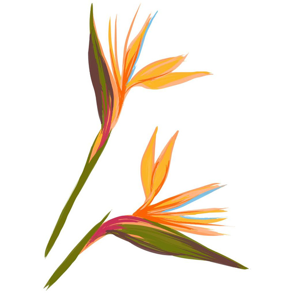 exotic flower illustration on white background - Vecteur, image