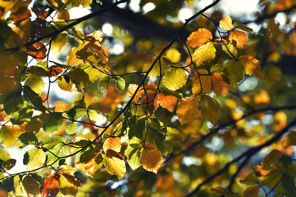 Herbstblätter im hellen Sonnenlicht, verschwommener Hintergrund - Foto, Bild