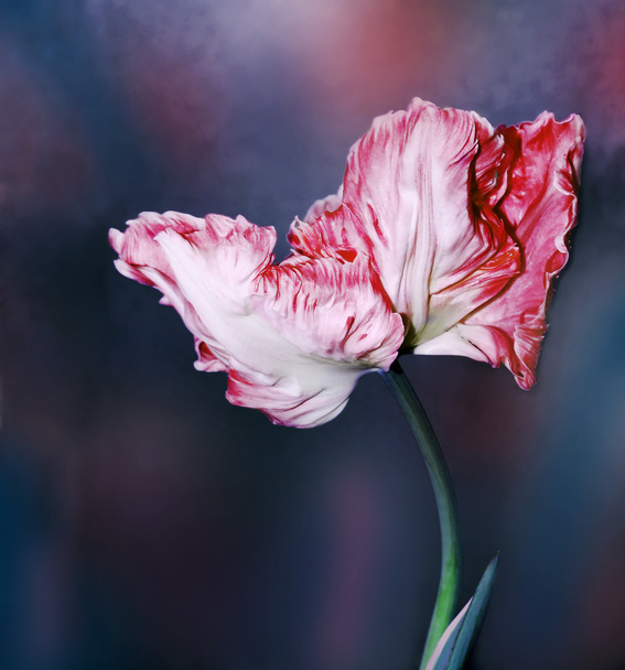 Tulip flowers - Φωτογραφία, εικόνα