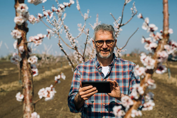 Agronomist examining blooming trees in orchard using tablet - Foto, Imagem