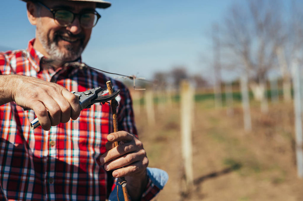 Retrato de hombre con camisa roja a cuadros y sombrero trabajando en ramas cortadas en viñedo
 - Foto, imagen