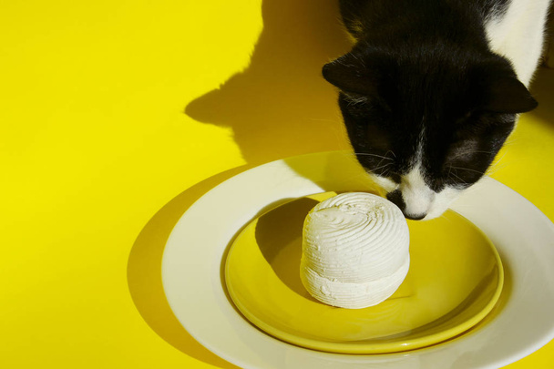 El gato huele la comida en el plato. Tiro recortado de un gato sobre fondo amarillo.Cat roba comida de la mesa
.  - Foto, imagen