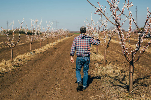 Back view of man walking with big secateurs through orchard - Foto, imagen