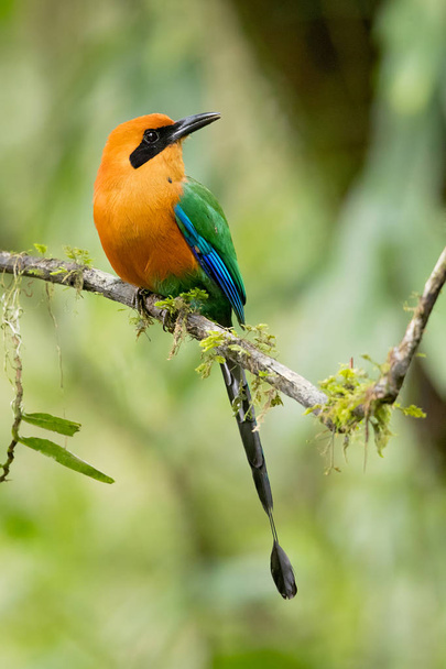 Рыжий мот (Baryphthengus martii) - птица, живущая в тропических лесах от севера Гондураса до запада Эквадора, севера Боливии и юго-запада Бразилии.
. - Фото, изображение