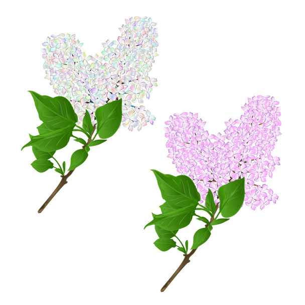 Ramitas lila multicolor y rosa claro con flores y hojas sobre un fondo blanco ilustración vector vintage mano dibujar editable
  - Vector, imagen