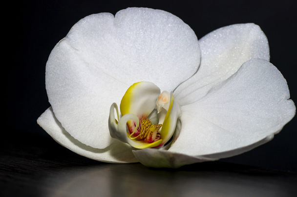 Witte orchidee 003 - Foto, afbeelding
