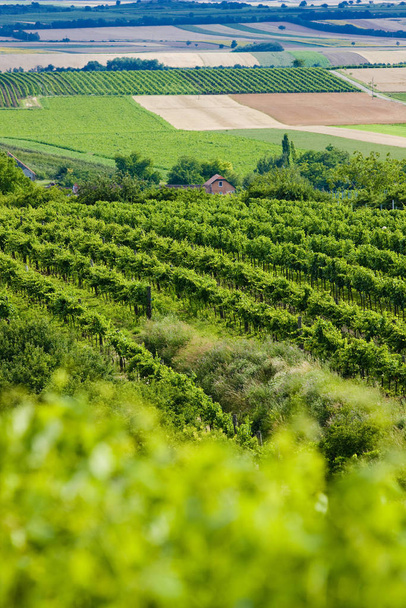 vineyards, Southern Moravia, Czech Republic - Φωτογραφία, εικόνα
