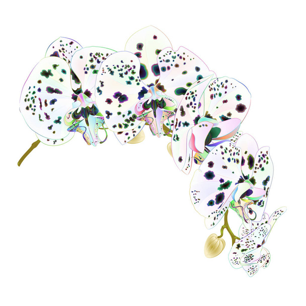 Гілка орхідей крапки різнокольорові квіти тропічна рослина Phalaenopsis стебло на білому тлі старовинні векторні ботанічні ілюстрації для малюнка рук
  - Вектор, зображення