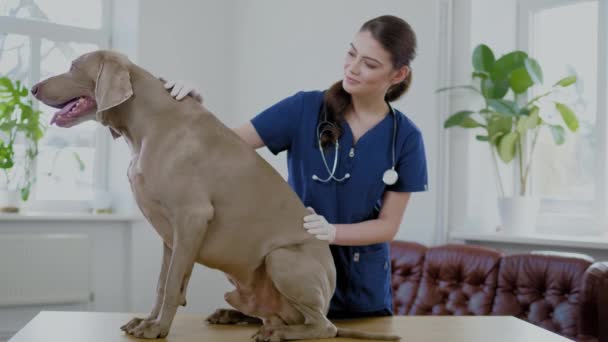 Veterinario cirujano y perro weimaraner en la clínica veterinaria
 - Metraje, vídeo